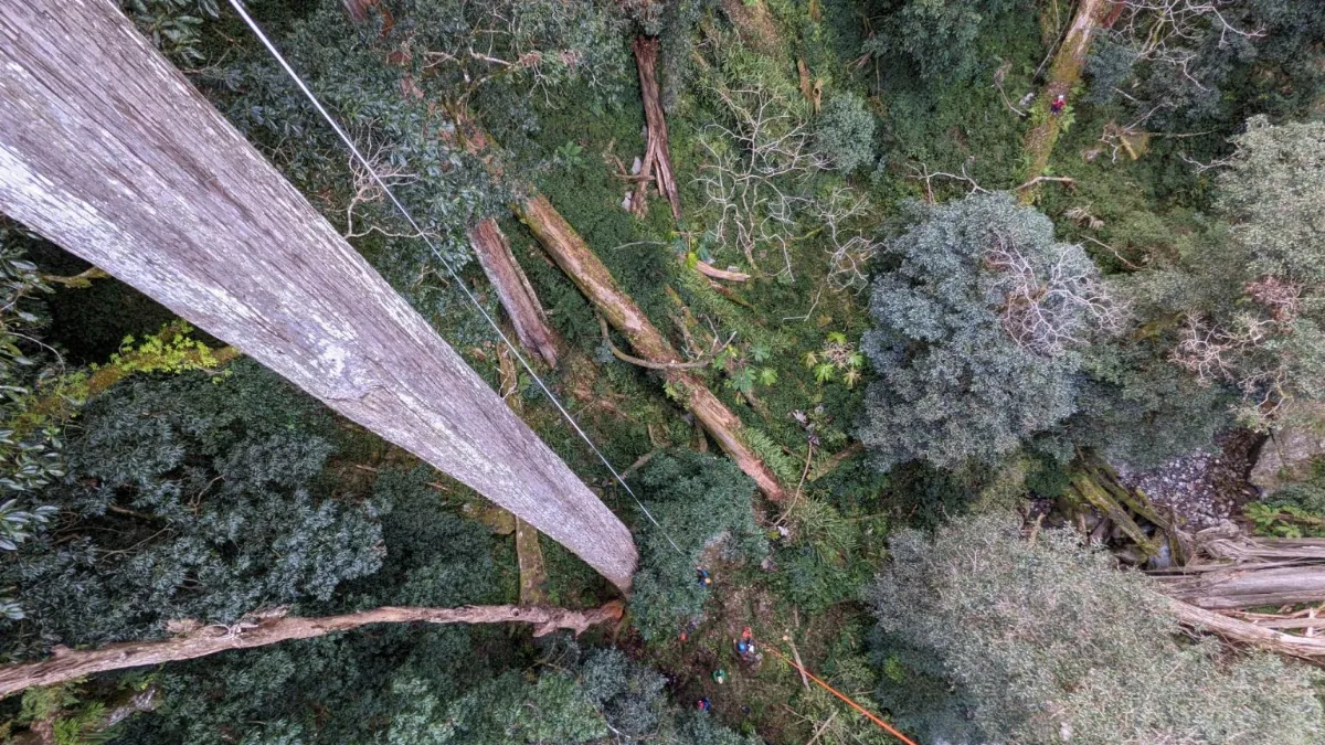 東亞第一高樹  台灣杉「大安溪倚天劍」84.1公尺