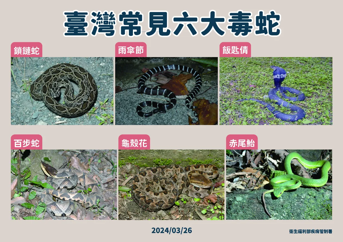 天氣熱留意野外毒蛇 遭咬傷牢記「五要五不」