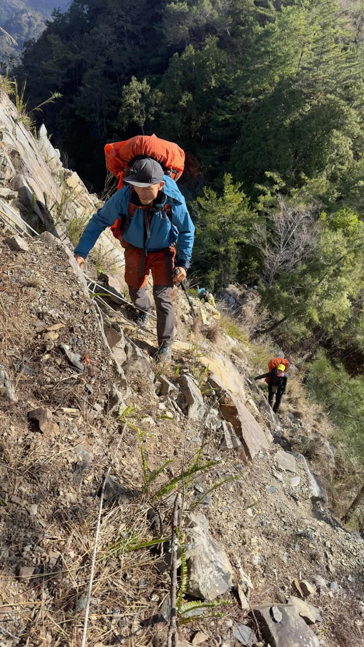 大安溪倚天劍樹高84.1公尺 榮登台灣第一高樹