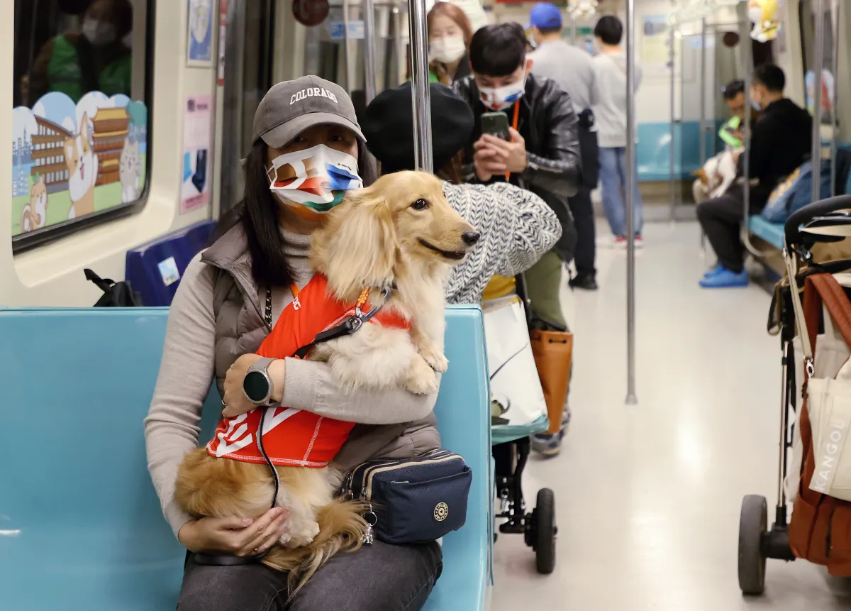 響應國際寵物日 北捷狗狗列車12日發車
