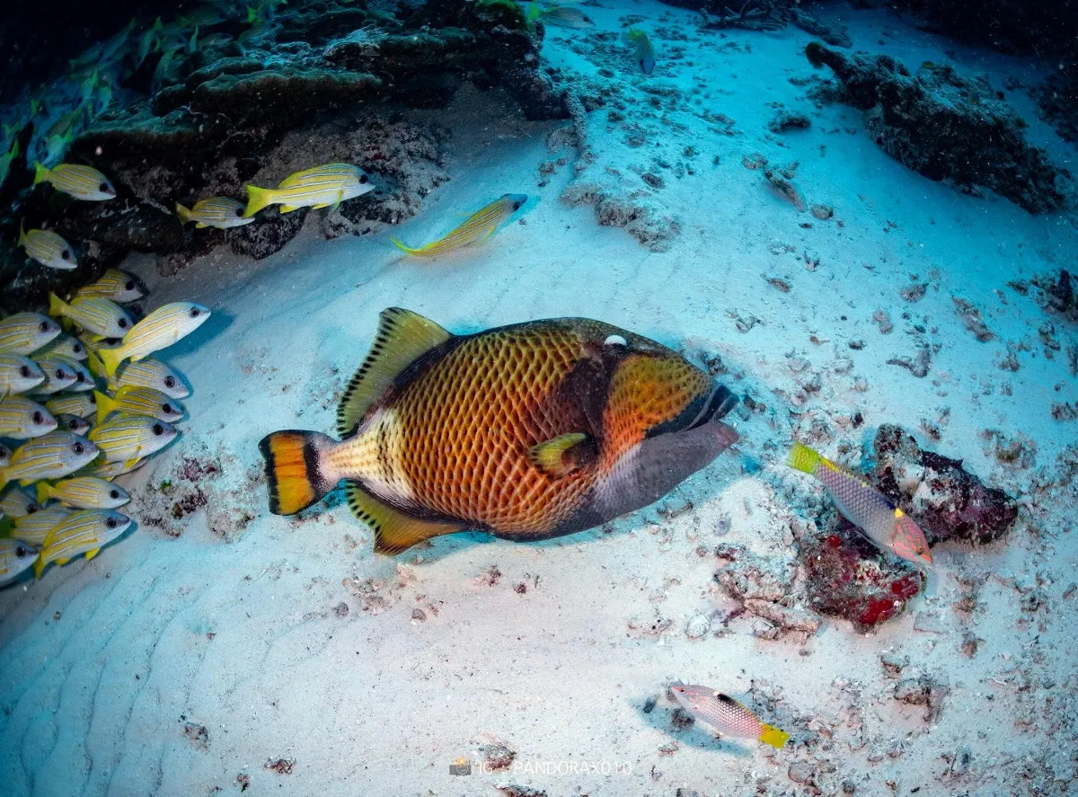 泰國學者揭稀有影像 海底魚群躺平躲地震