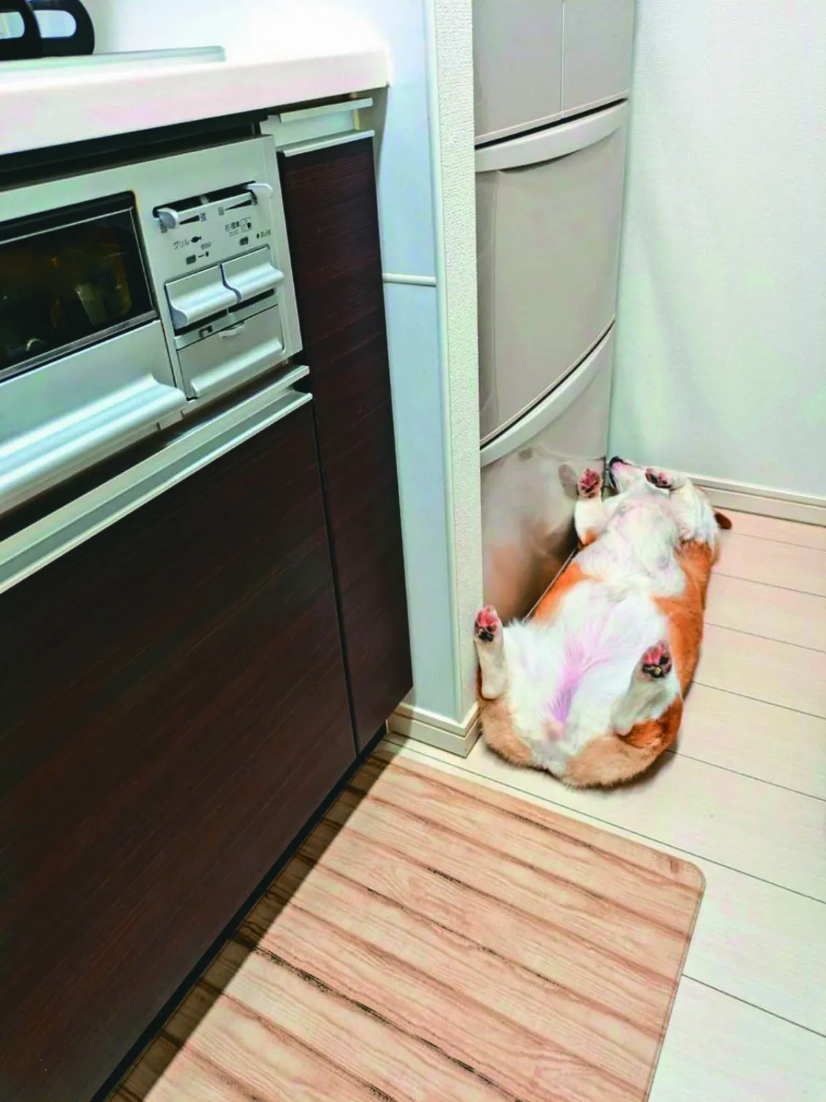 柯基愛躺冰箱前睡覺 飼主哭笑不得