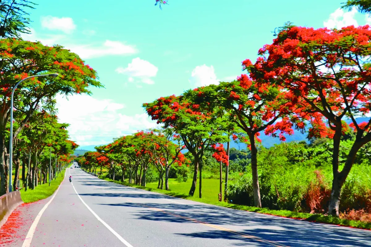 富里鳳凰木找新家