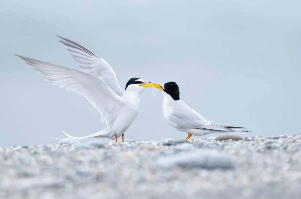 打造河口湖泊畔友善燕鷗棲地 助築巢育雛繁衍