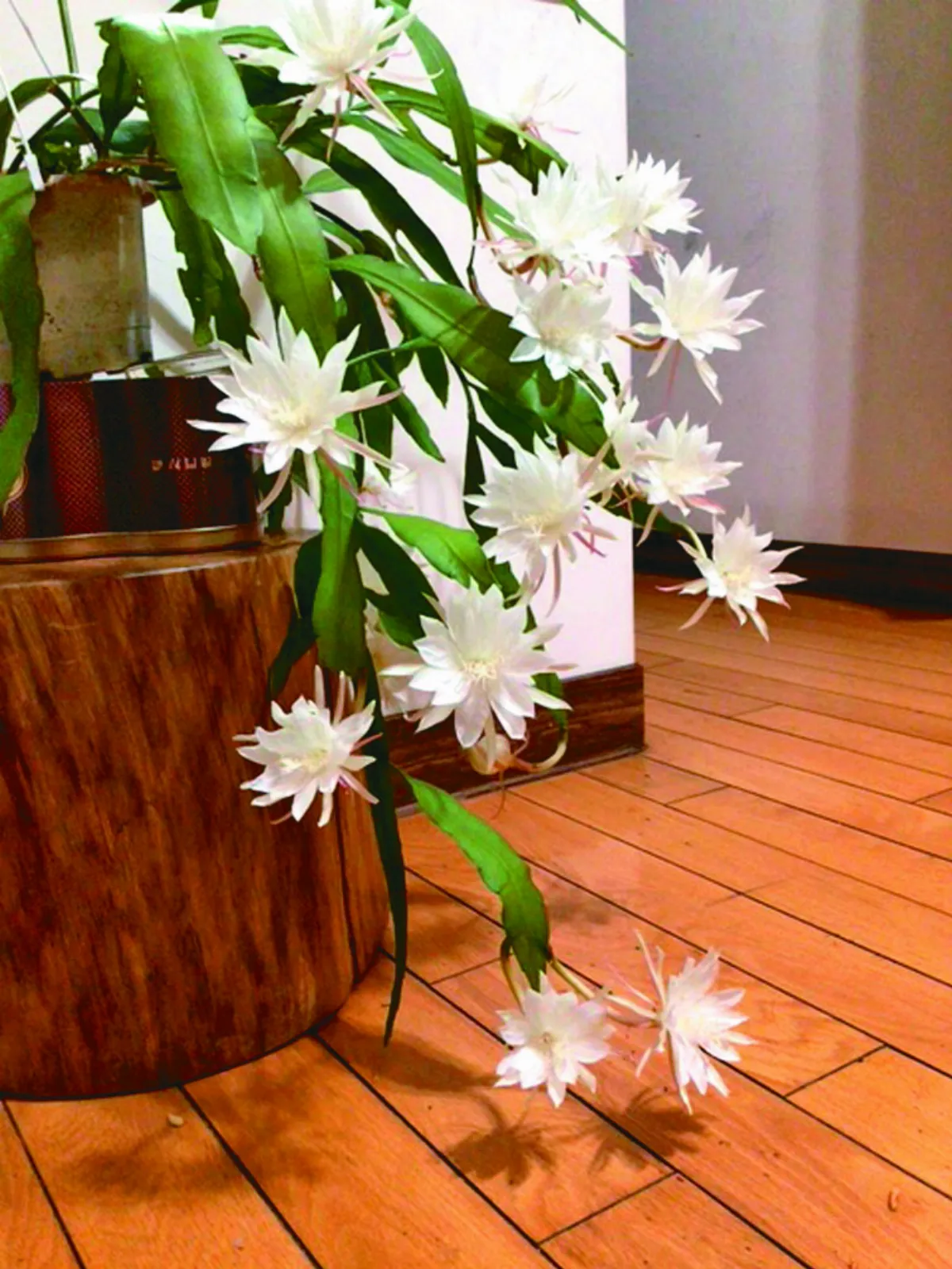 【思念親人】曇花開了