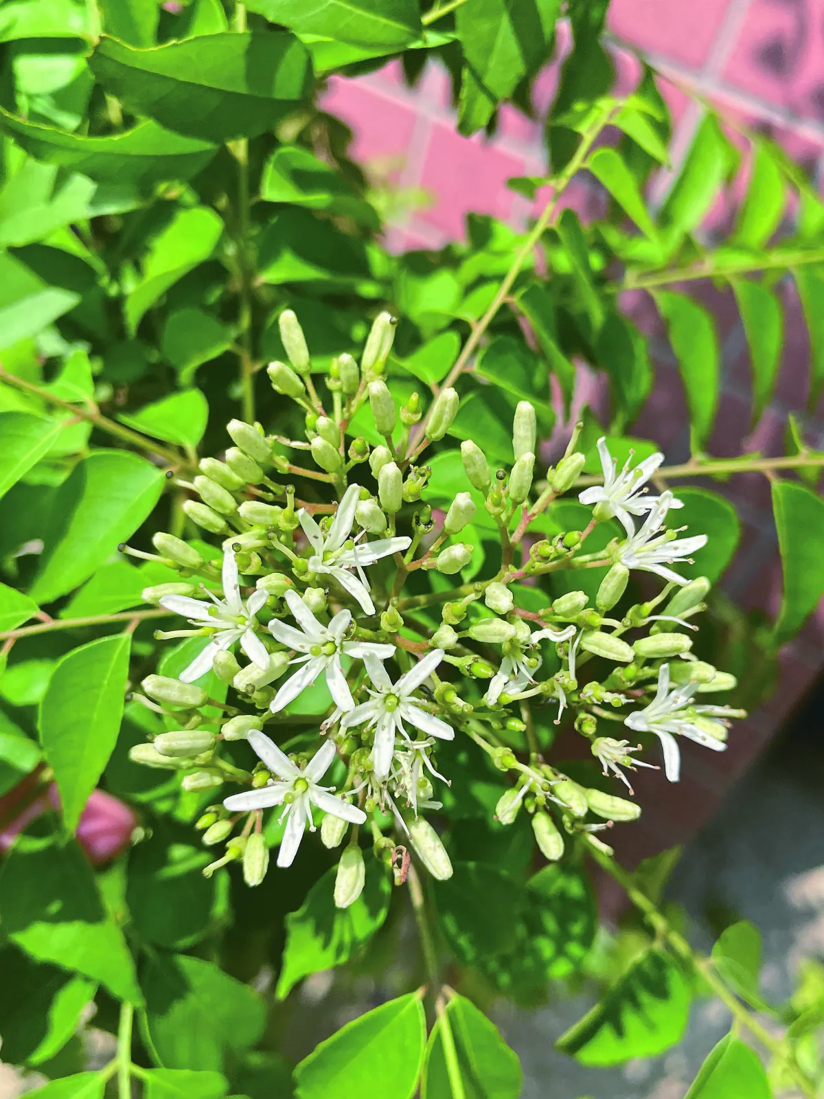 【拜訪春天】喜遇小白花