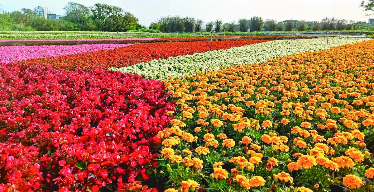 彩色海芋季 展期延長1周