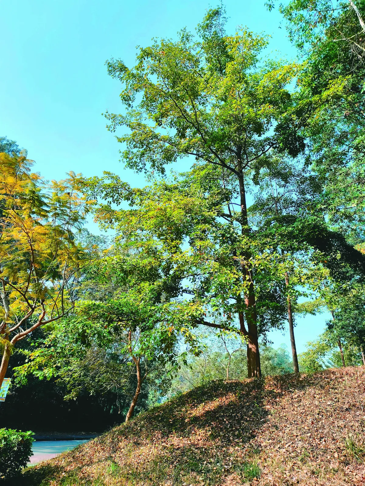 【草木堪為友】馬尼拉欖仁 綻放一樹煙花