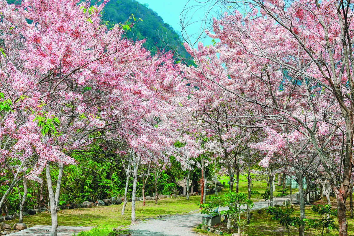 春遊東高雄  享粉色浪漫