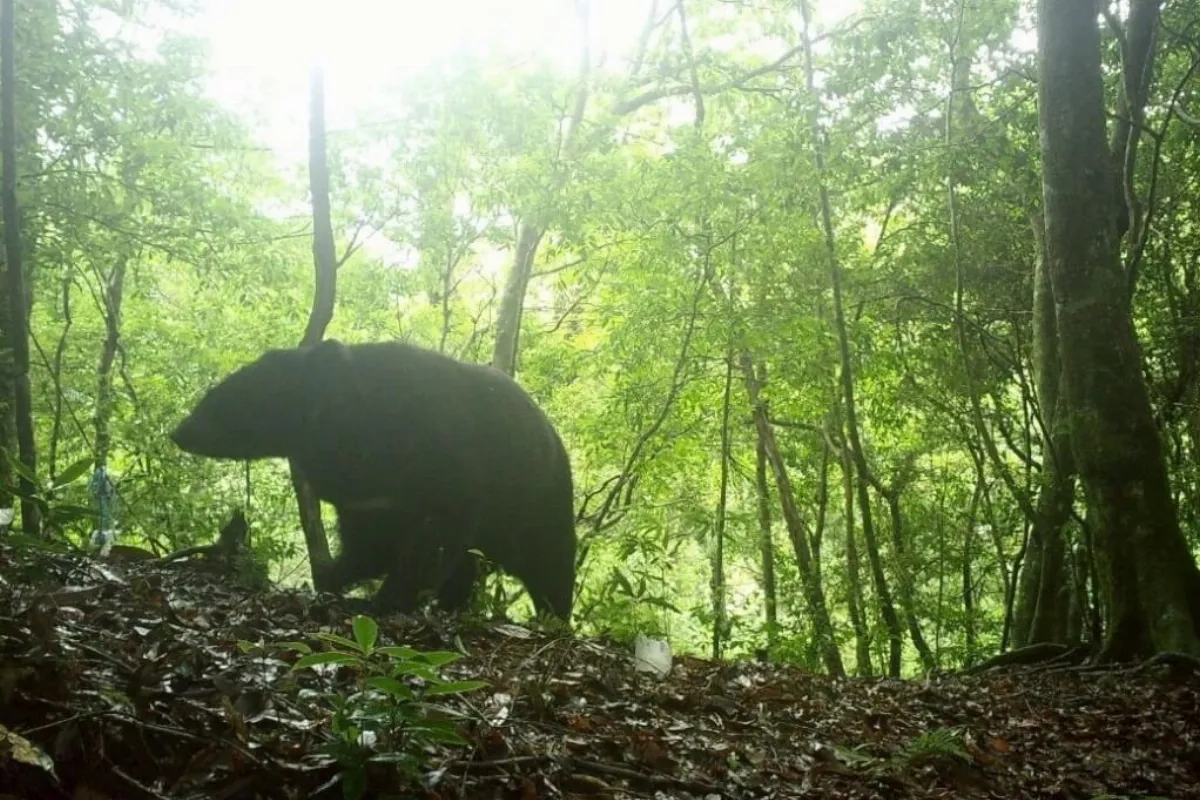 桃園復興有台灣黑熊出沒 睽違24年北台灣現蹤
