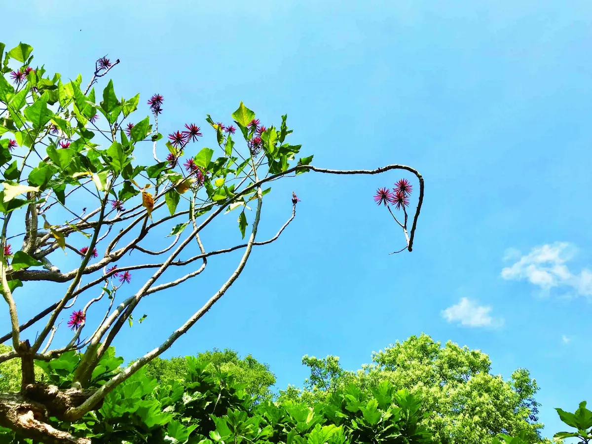 【詩】刺桐花一少年