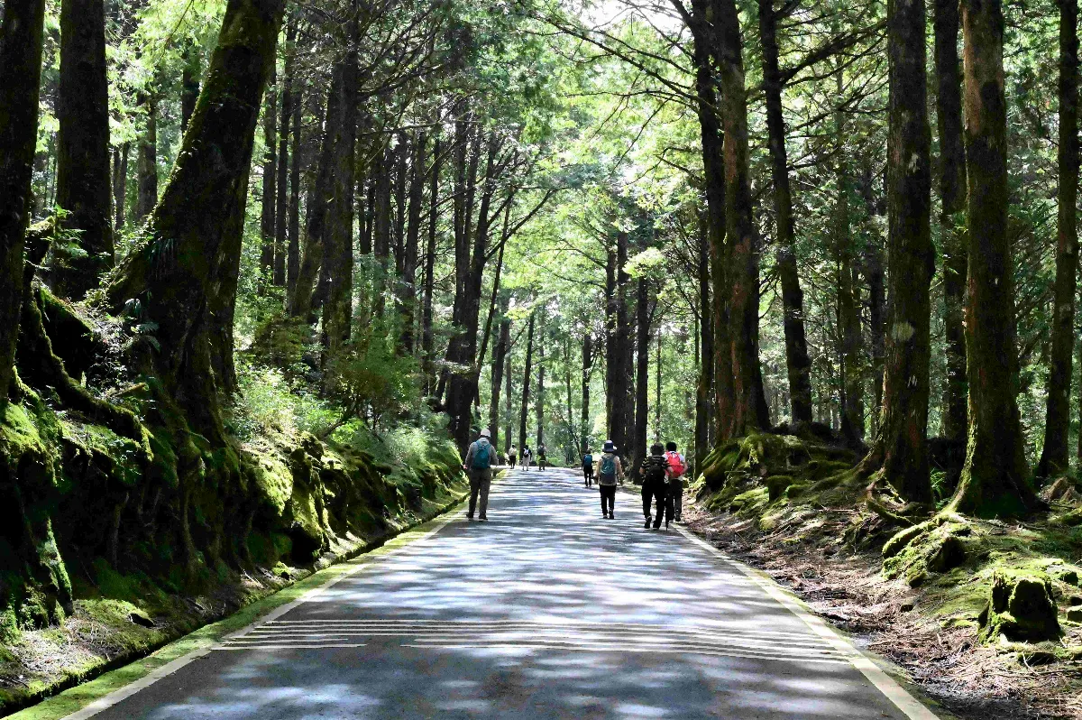 祝山林道青苔擋土牆 鑲嵌帝雉陶板美化