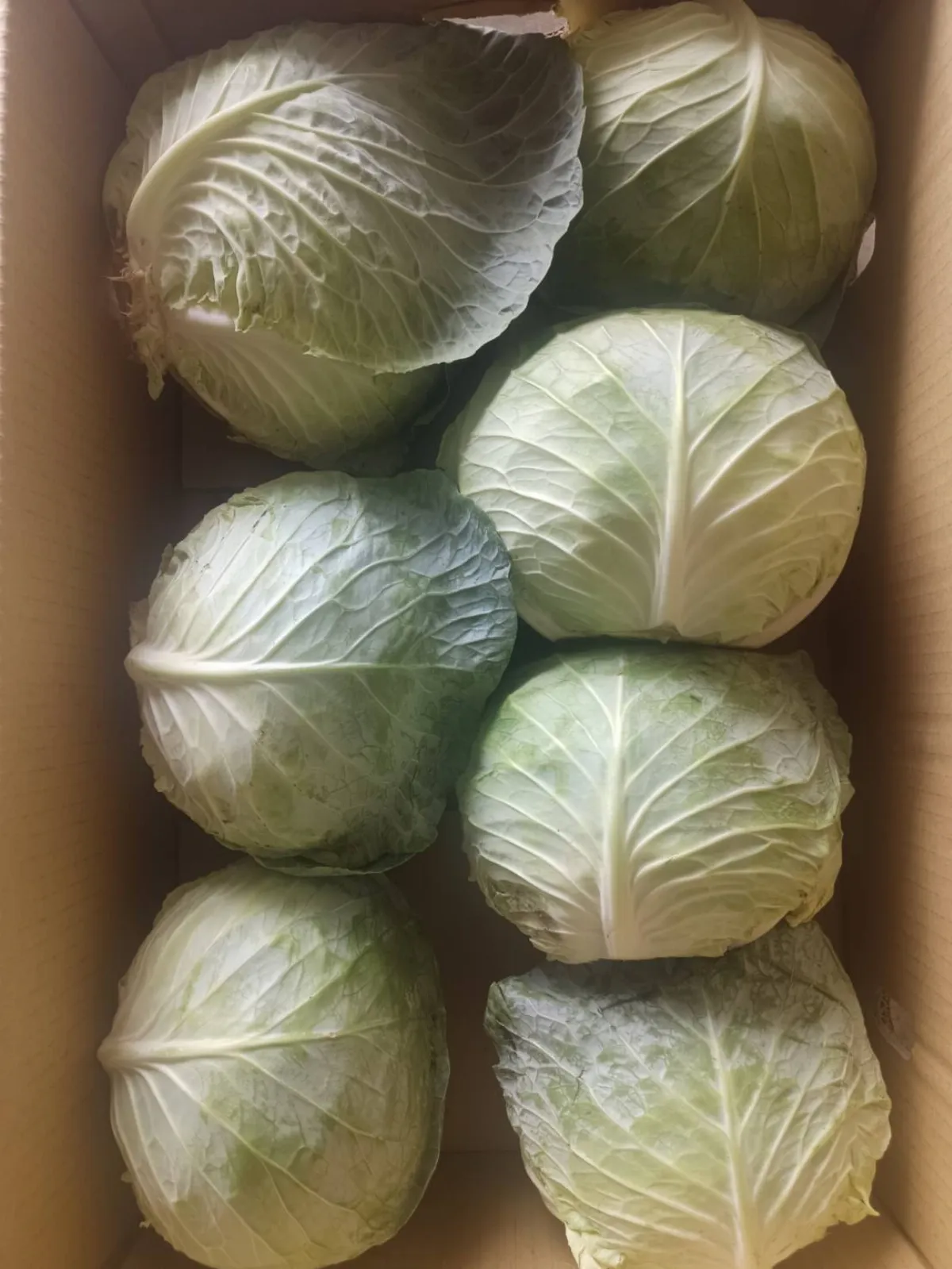 口感脆甜日本消費者喜愛 北農外銷高麗菜衝72噸 
