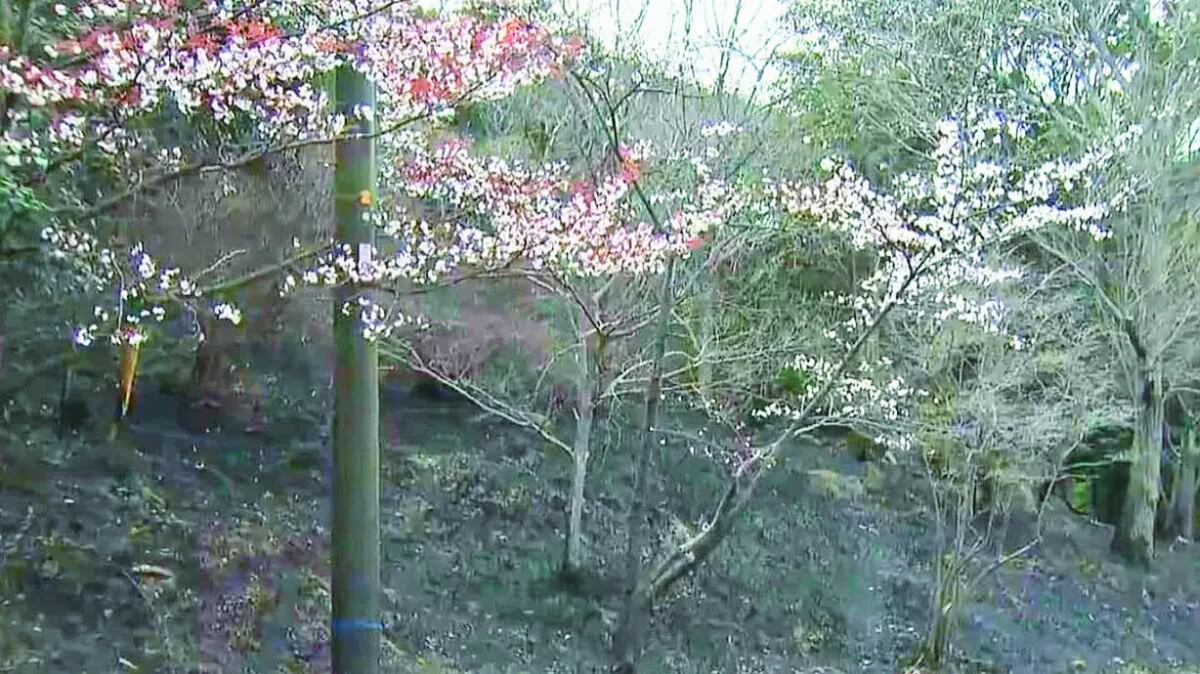 樹幹遭野火燒焦 櫻花仍頑強怒放