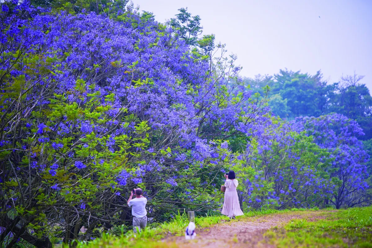 【印象旅人】嘉義祕境 春花燦爛