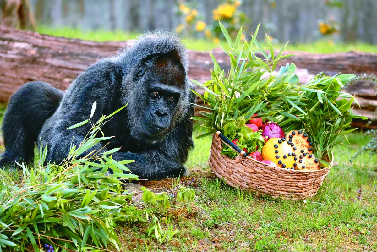 68歲大猩猩 全球最年長