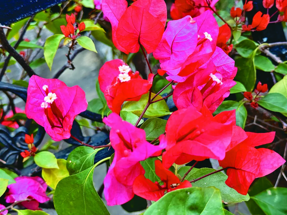 【植感時光】拜訪春天熱情洋溢九重葛