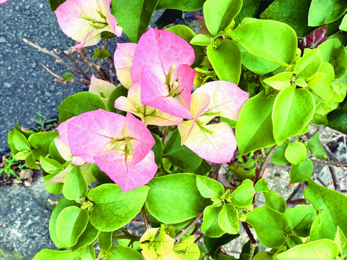 【植感時光】拜訪春天熱情洋溢九重葛