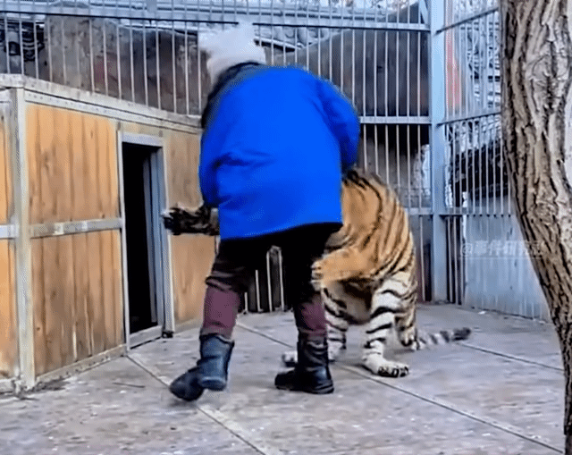 飼養員娜娜姐「養老虎」  狼見了她都發抖