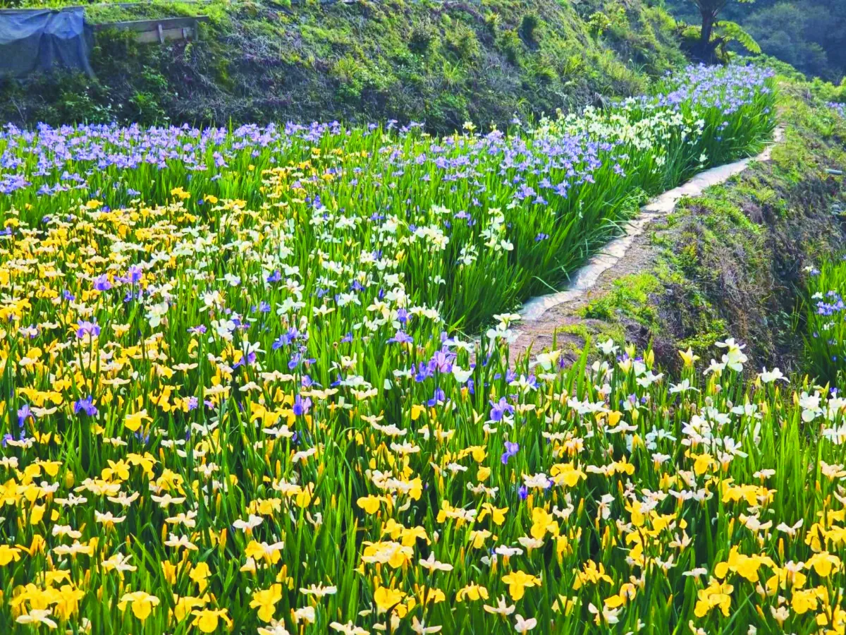 梯田鳶尾花海 春日限定美景