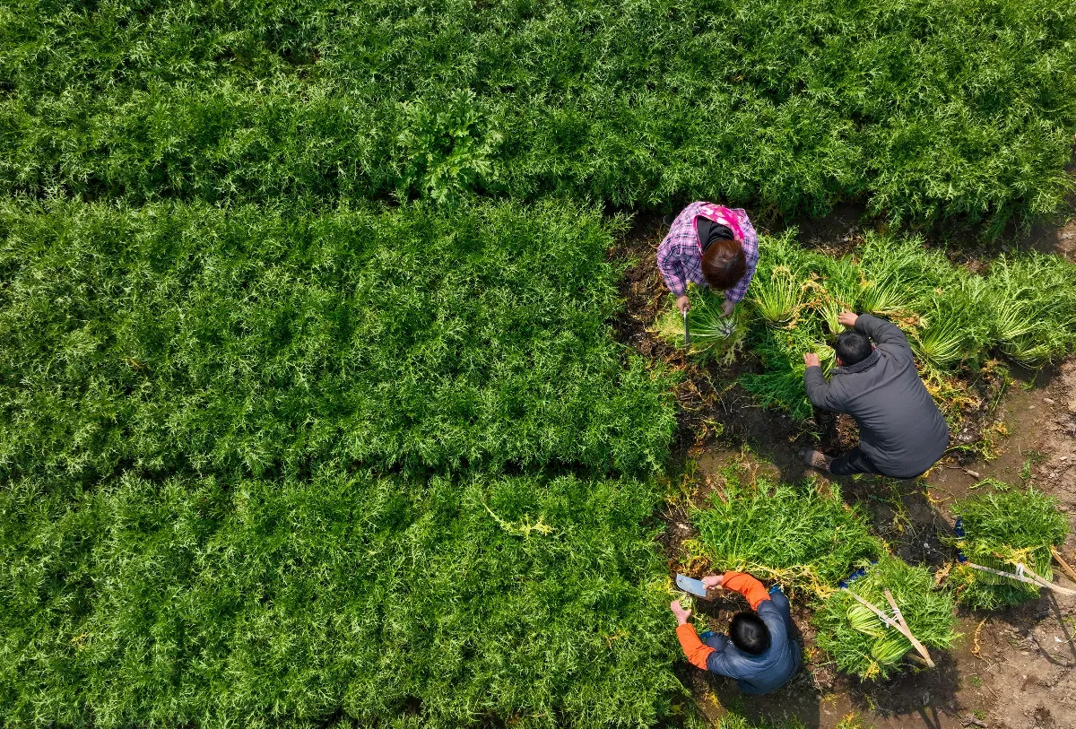 【食說新語】雪裡蕻醃食更勝