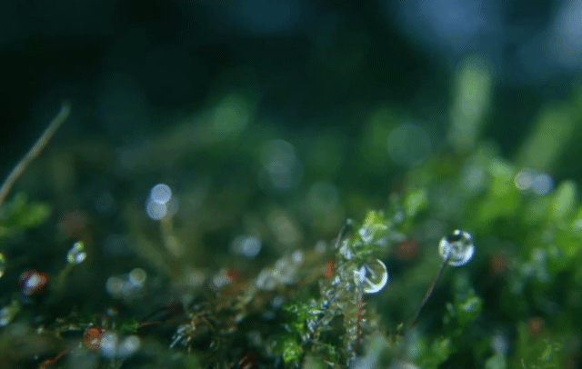 星雲說偈：水清珠現
