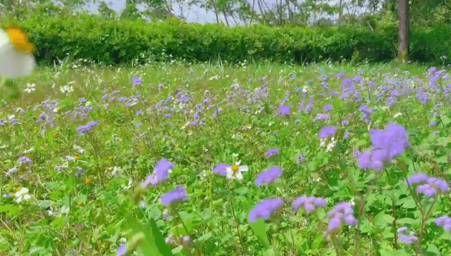 星雲說偈：入禪八法