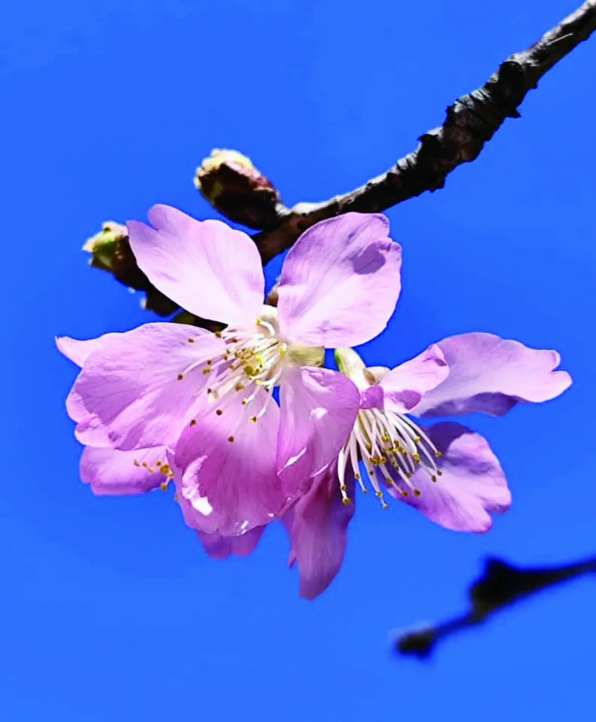 【詩】春野原