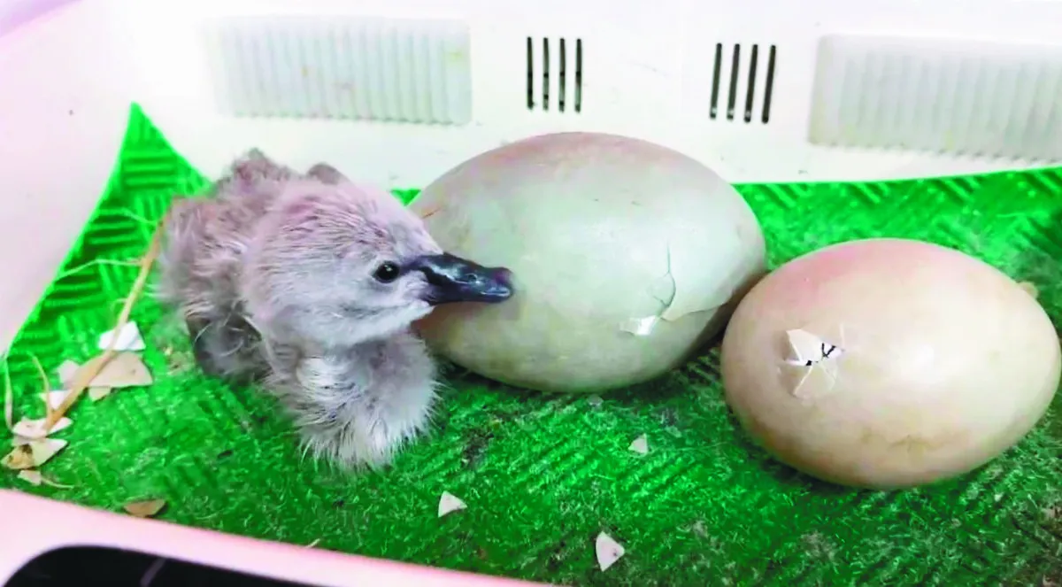 讓醜小鴨變白天鵝 台灣第1人