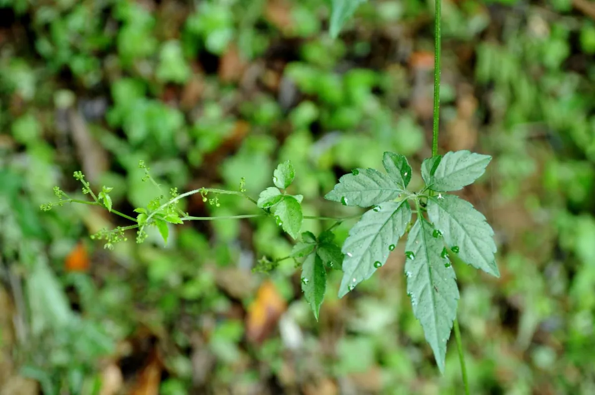 增進林下經濟 栽種台灣白及、絞股藍成新品項