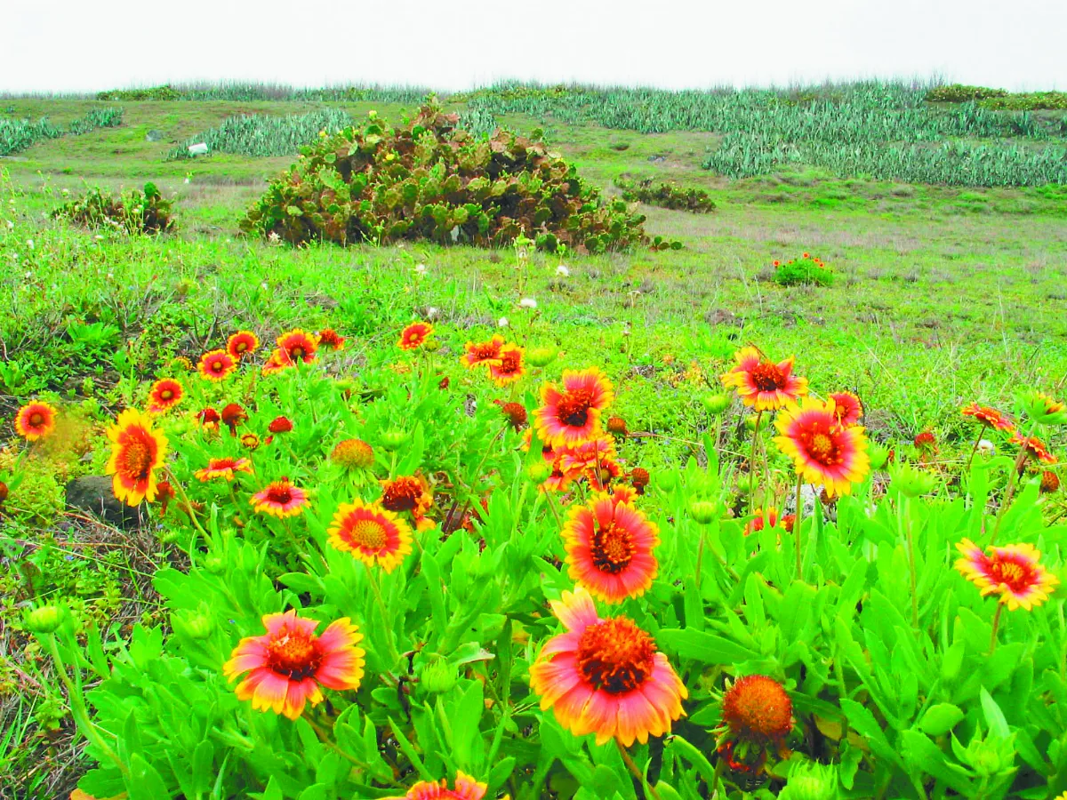【宜居之地】故鄉菊島