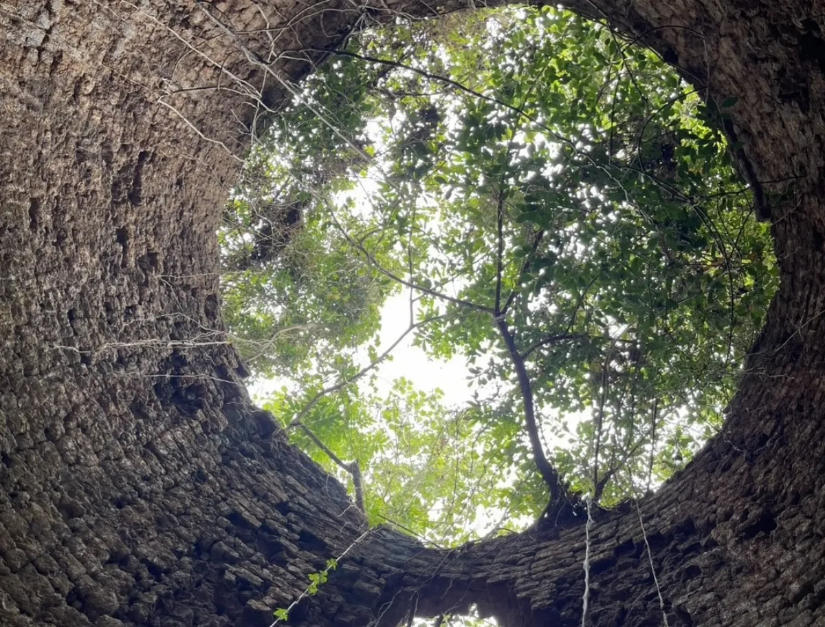 駱駝山再現第19座石灰窯 估計近百年歷史  