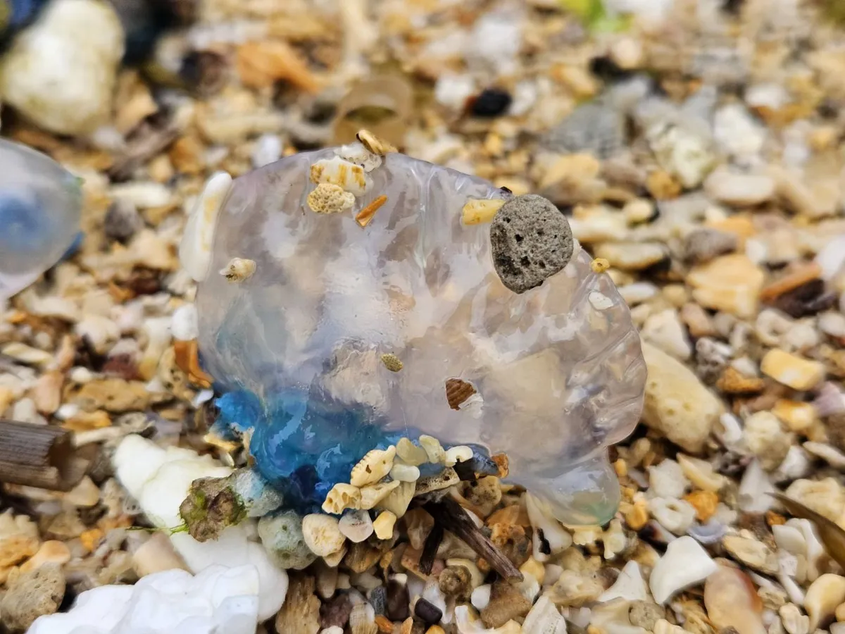 世界第三毒僧帽水母現蹤北海岸 北觀處提醒水域活動注意