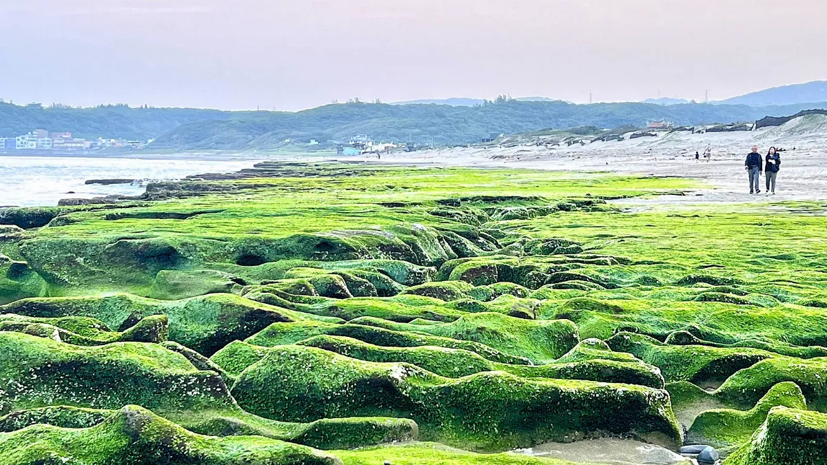 北海岸季節限定美景來了　老梅綠石槽進入最佳觀賞期