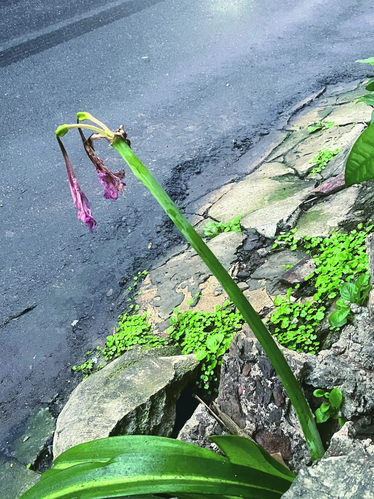 【生活快門】期待花再開