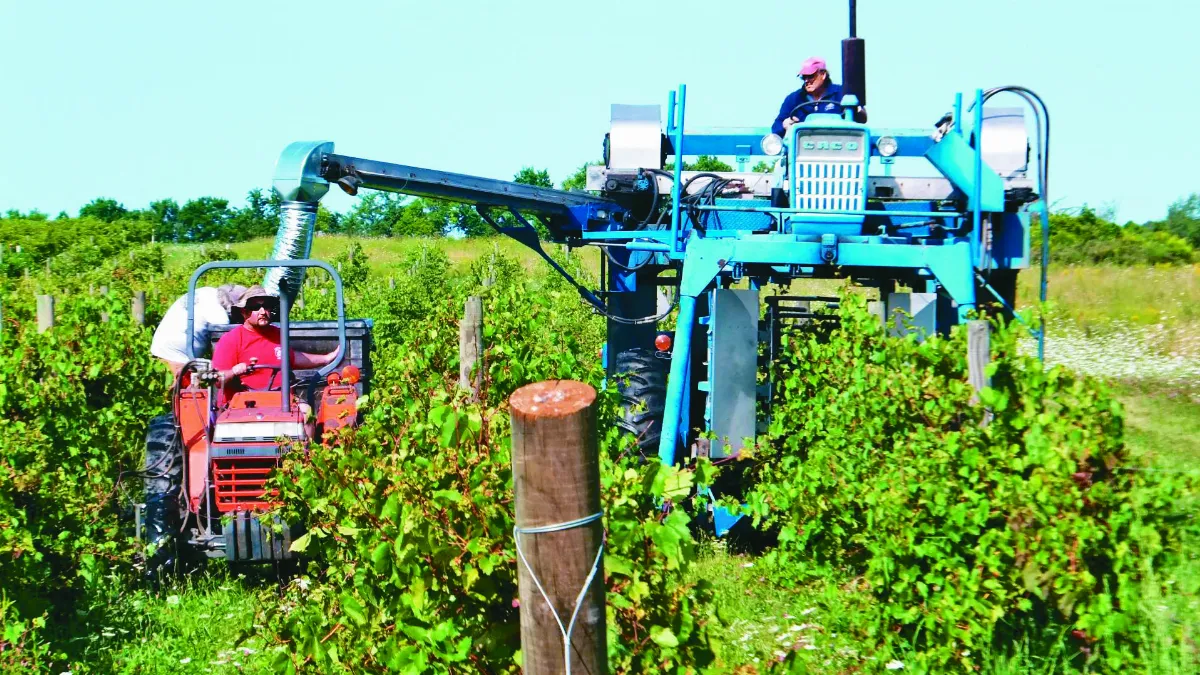 蔬果營養含量 遠低於70年前