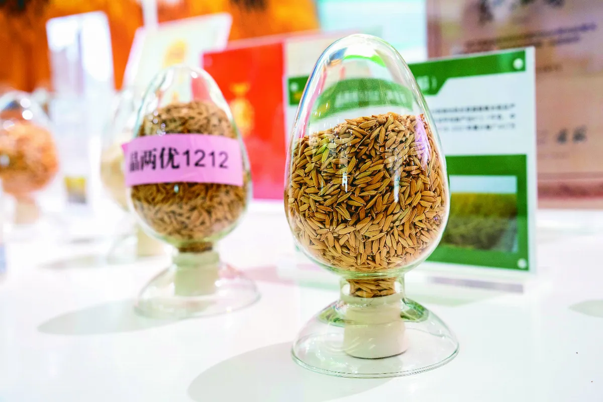 新品種水稻 甲烷排放減少70%