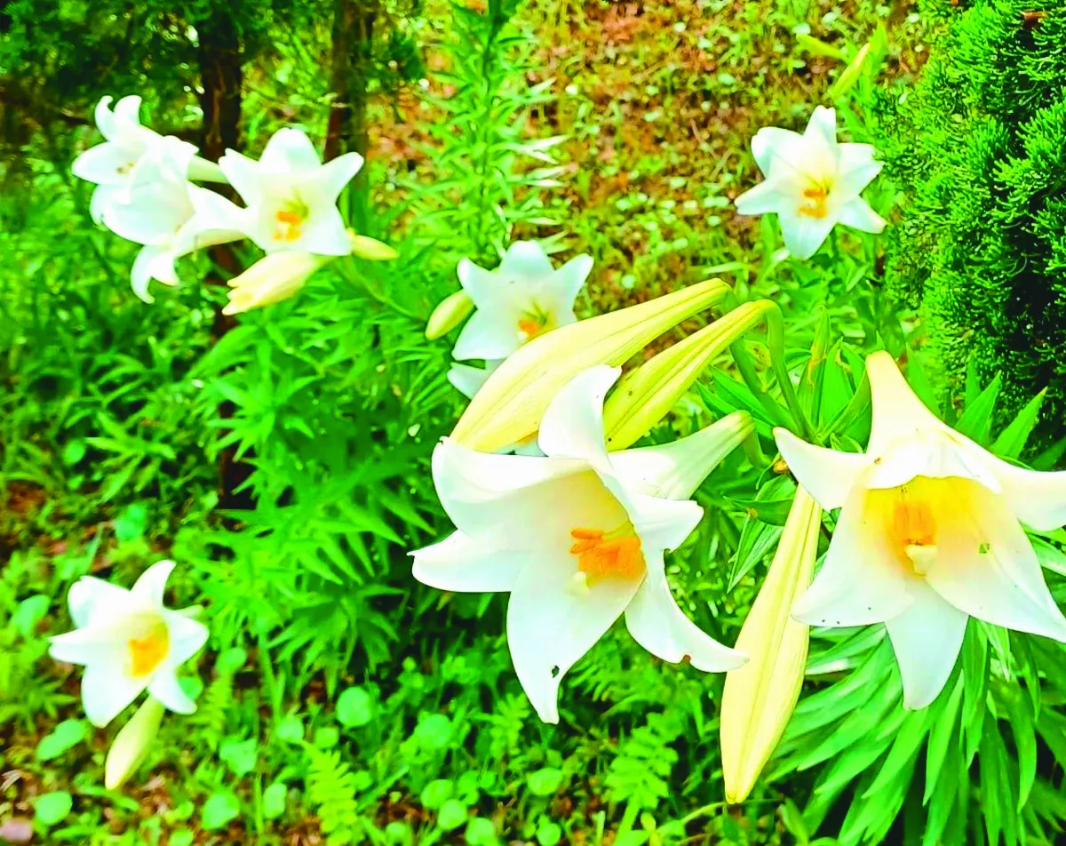 【植感時光】清香處處 野百合有春天 