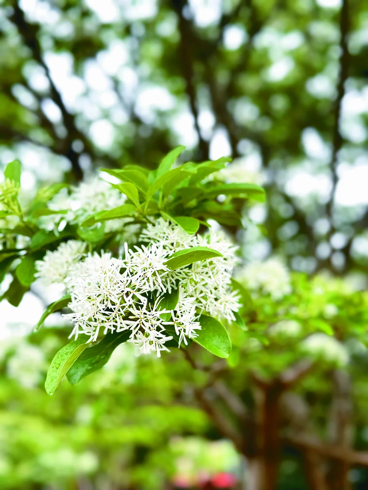 【視覺DJ】流蘇與春櫻