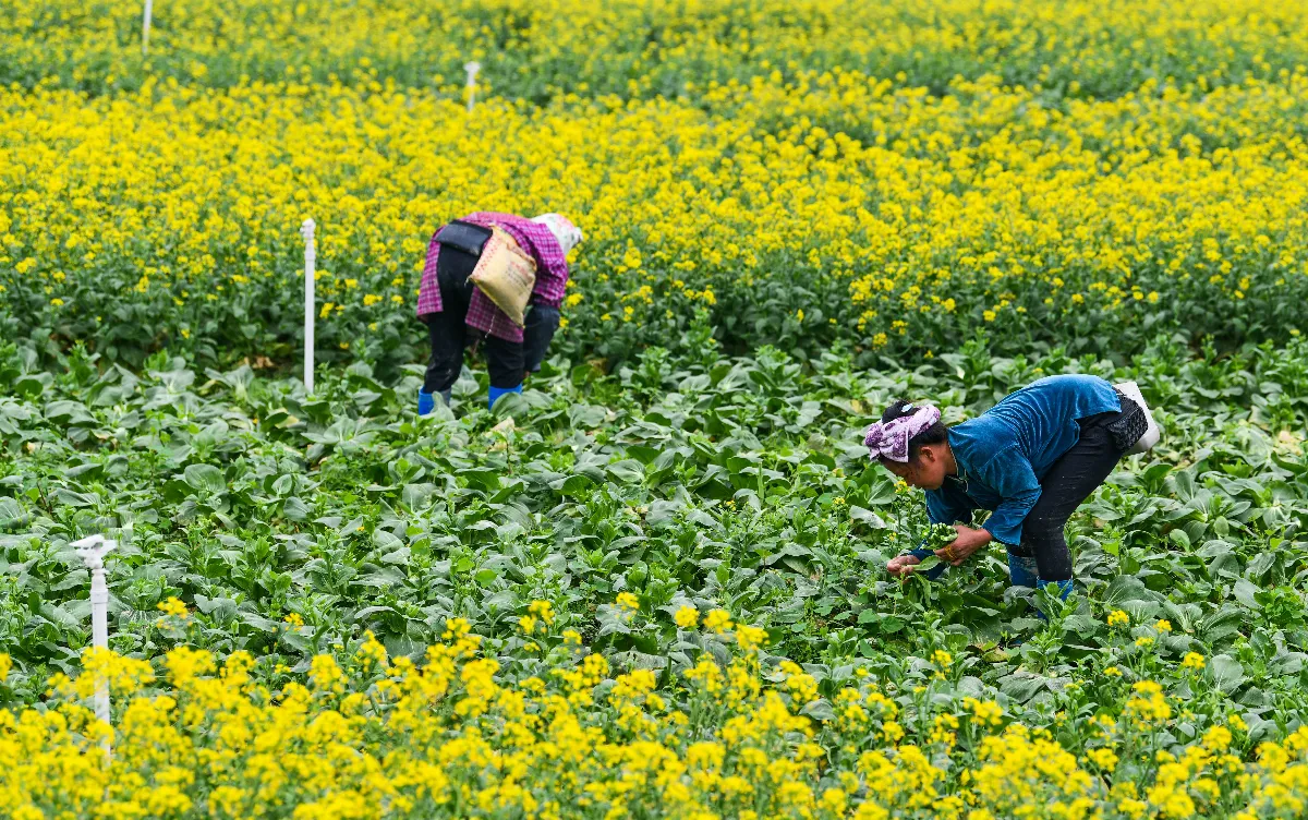 【食說新語】烹食可口油菜心