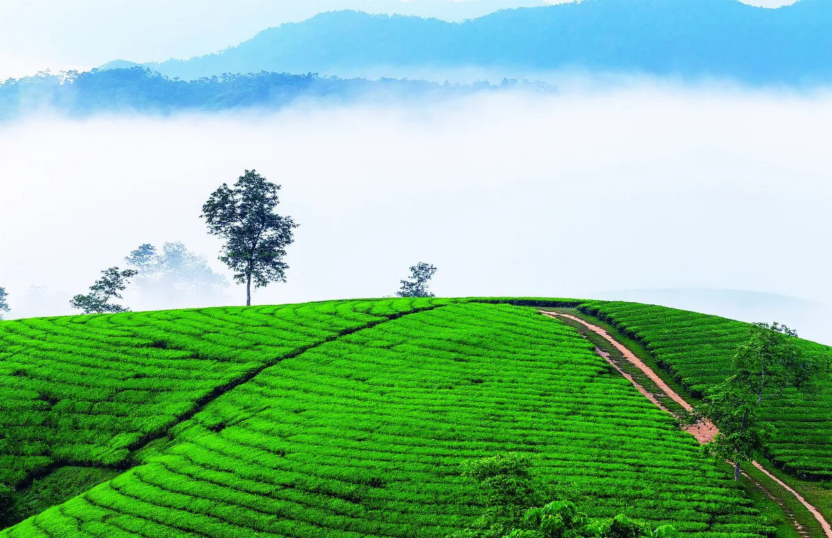 【歲時．節氣】穀雨──萬點楊花春盡時