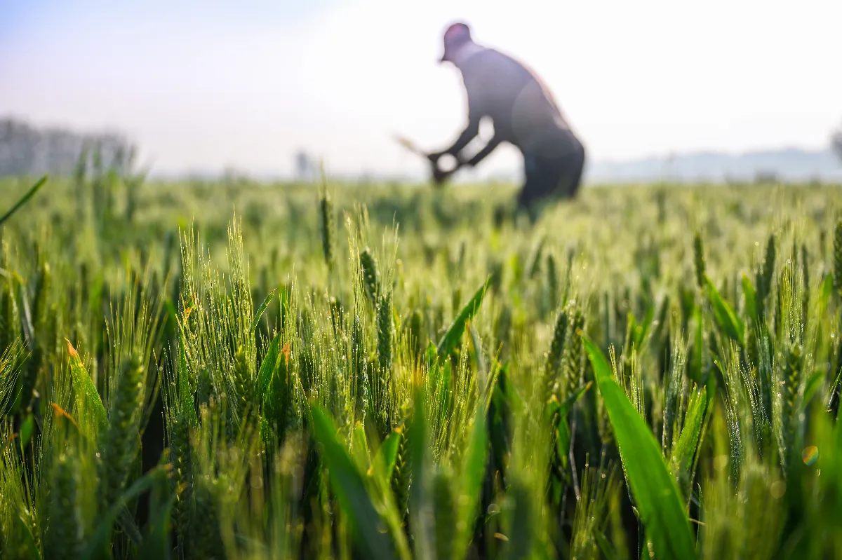 【古典時節】關於穀雨的五則傳說