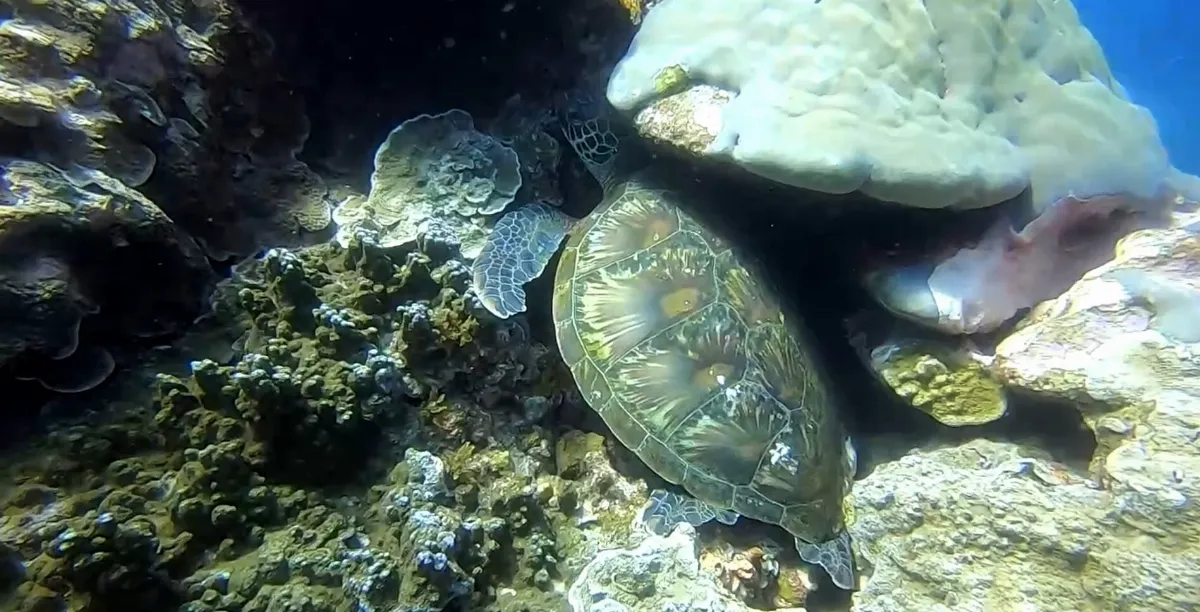 綠島周邊海域海龜調查  綠蠵龜約8成