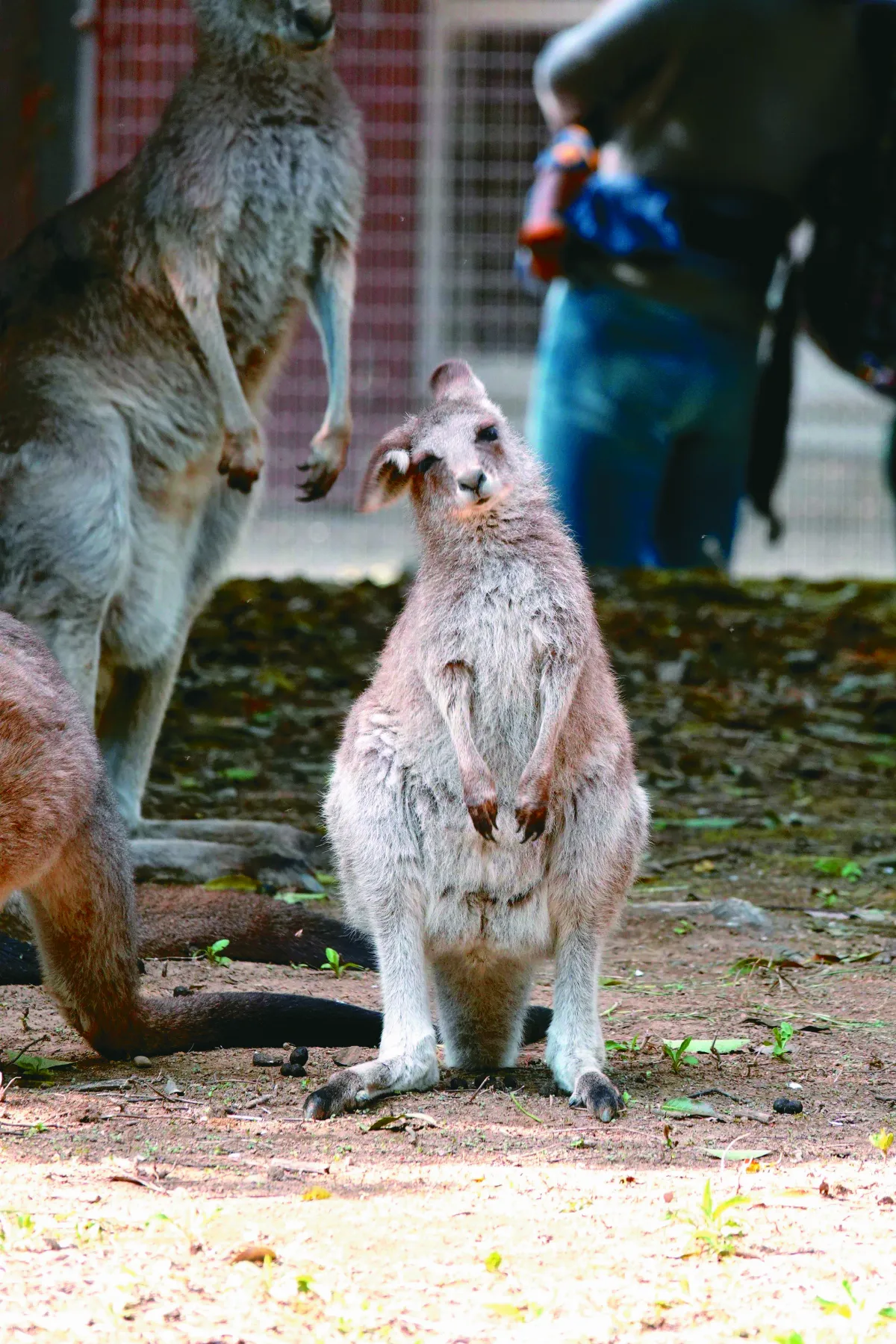 睡眼惺忪小袋鼠 萌樣融化網友