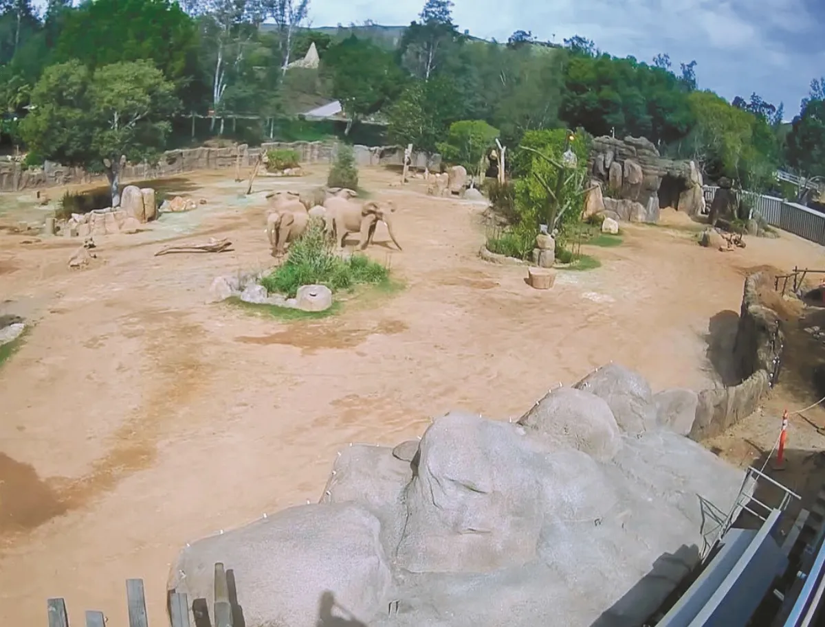 地震狂搖  動物園象群圍圈護幼