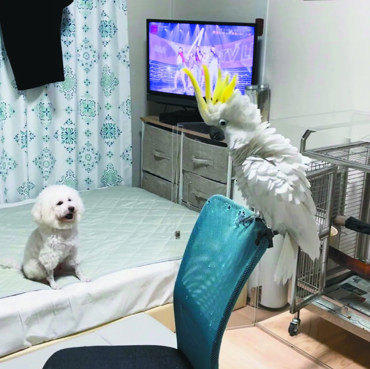 鸚鵡聞歌勁舞  狗狗忠實觀眾