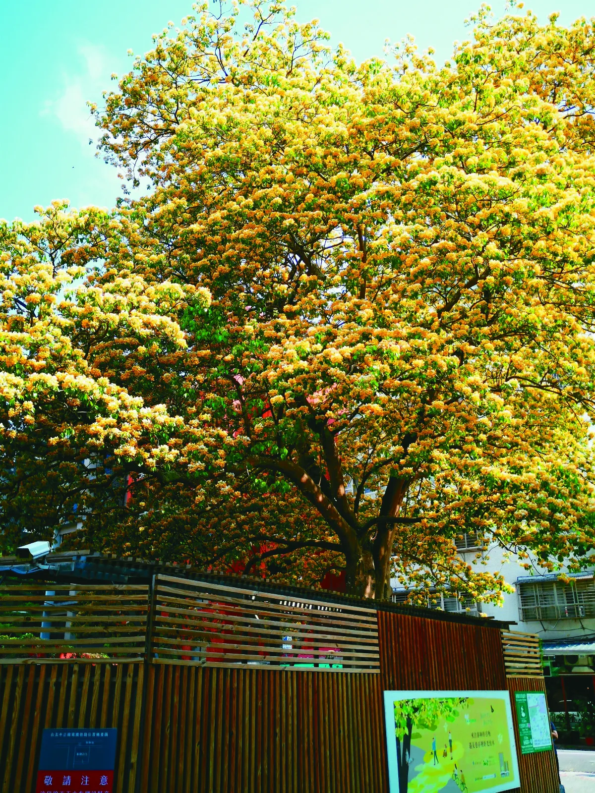 【植感時光】加羅林魚木 文青朝聖 