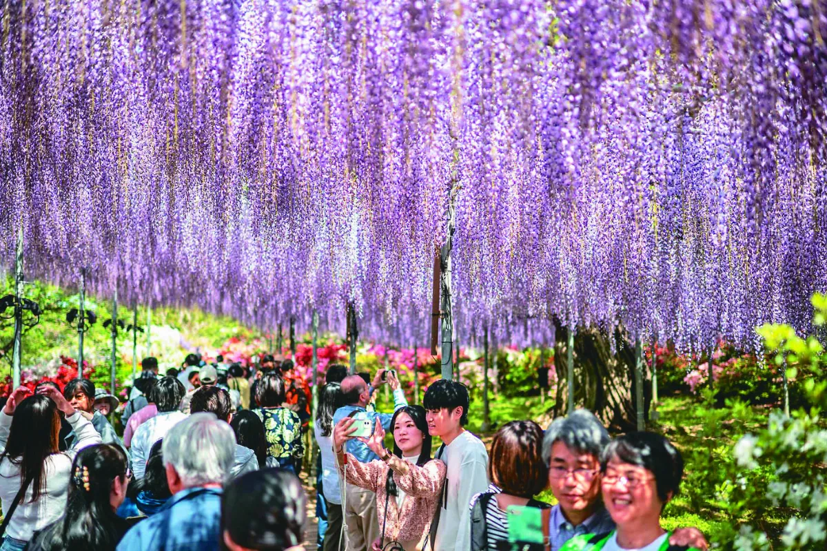 紫藤瀑布 夢幻盛開