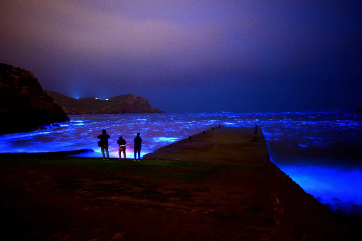 夜賞藍眼淚奇景更近了！ 高雄馬祖直飛6月啟航