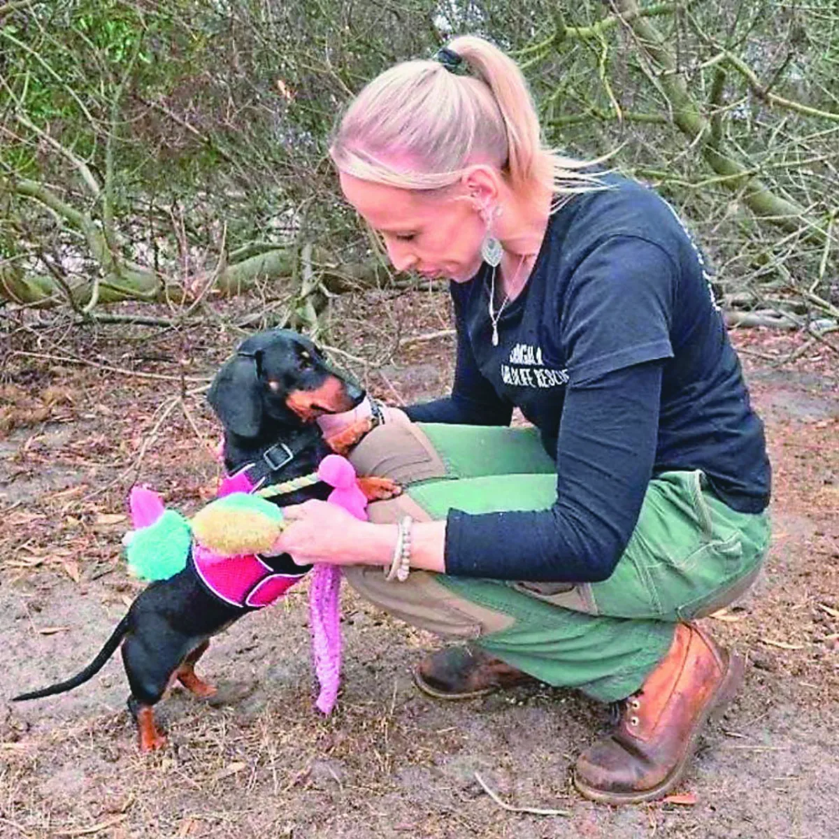 荒野走失529天  迷你臘腸犬奇蹟獲救